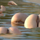 エロいカラダした美人さんがまんこモロ出しになってる画像って、ガチ勃起するよな？[50枚]